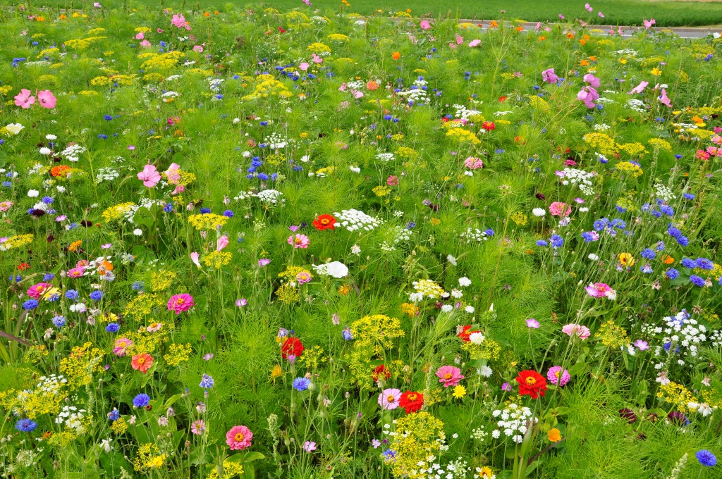 Prairie fleurie – Terre d'Olivier